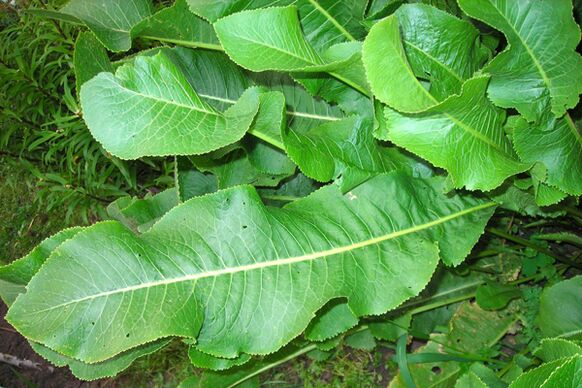 foglie di rafano per il trattamento dell'osteocondrosi